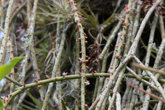 Rhipsalis baccifera