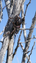 Acanthoplus