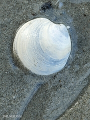 Veneridae