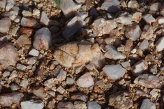 Trachypetrella anderssonii