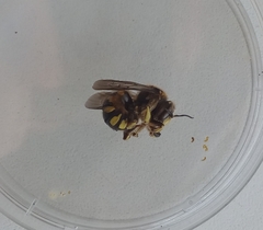 Anthidium