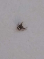 Harmochirus brachiatus