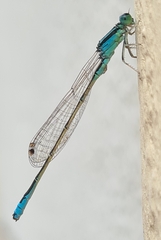 Ischnura pumilio