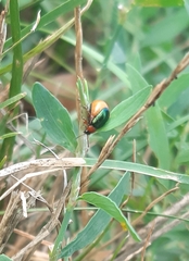 Gastrophysa polygoni