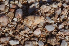 Trachypetrella anderssonii