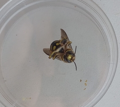 Anthidium