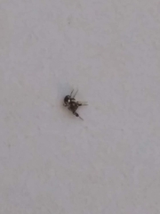 Harmochirus brachiatus