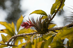 Tillandsia geminiflora