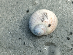 Nerita histrio