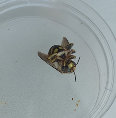 Anthidium