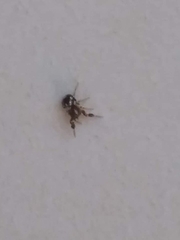 Harmochirus brachiatus