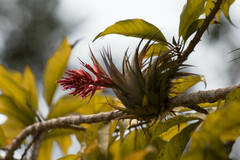 Tillandsia geminiflora