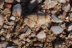 Trachypetrella anderssonii