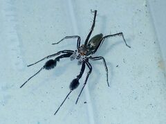 Portia albimana