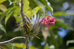 Tillandsia geminiflora