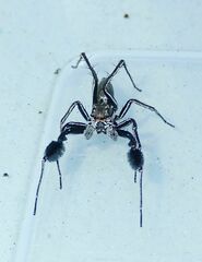 Portia albimana