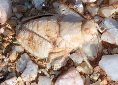 Trachypetrella anderssonii