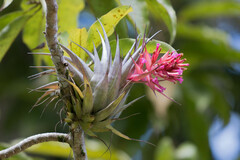 Tillandsia geminiflora