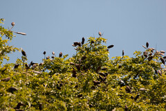 Libidibia ferrea leiostachya