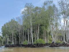 Rhizophora mucronata