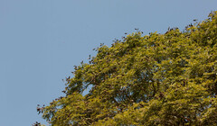 Libidibia ferrea leiostachya