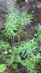 Erigeron hyssopifolius