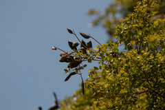 Libidibia ferrea leiostachya
