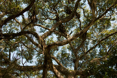 Libidibia ferrea leiostachya