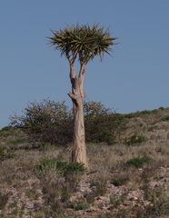 Aloidendron dichotomum