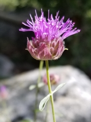 Monardella odoratissima glauca