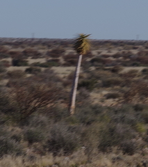 Aloidendron dichotomum