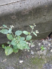 Dichrocephala integrifolia