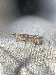 Ephestia woodiella