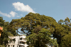 Libidibia ferrea leiostachya