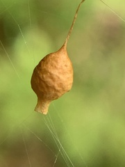 Argyrodes elevatus