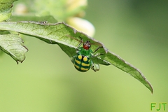 Diabrotica balteata