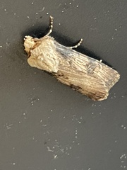 Agrotis puta
