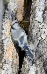 Cyanistes cyanus