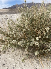 Lepidium fremontii