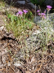 Monardella odoratissima glauca