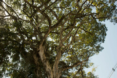 Libidibia ferrea leiostachya