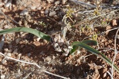 Albuca