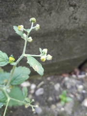 Dichrocephala integrifolia