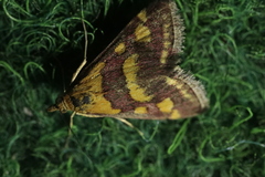 Pyrausta purpuralis