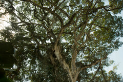 Libidibia ferrea leiostachya