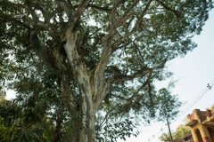 Libidibia ferrea leiostachya