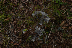 Peltigera