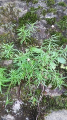 Erigeron hyssopifolius