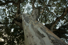 Libidibia ferrea leiostachya