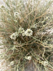 Lepidium fremontii